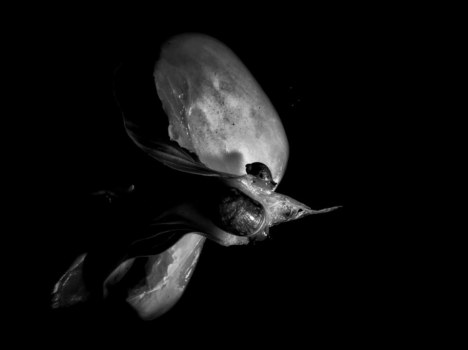 Creature