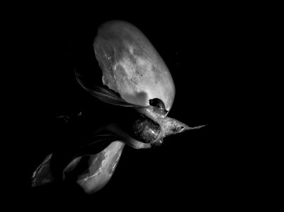 Creature