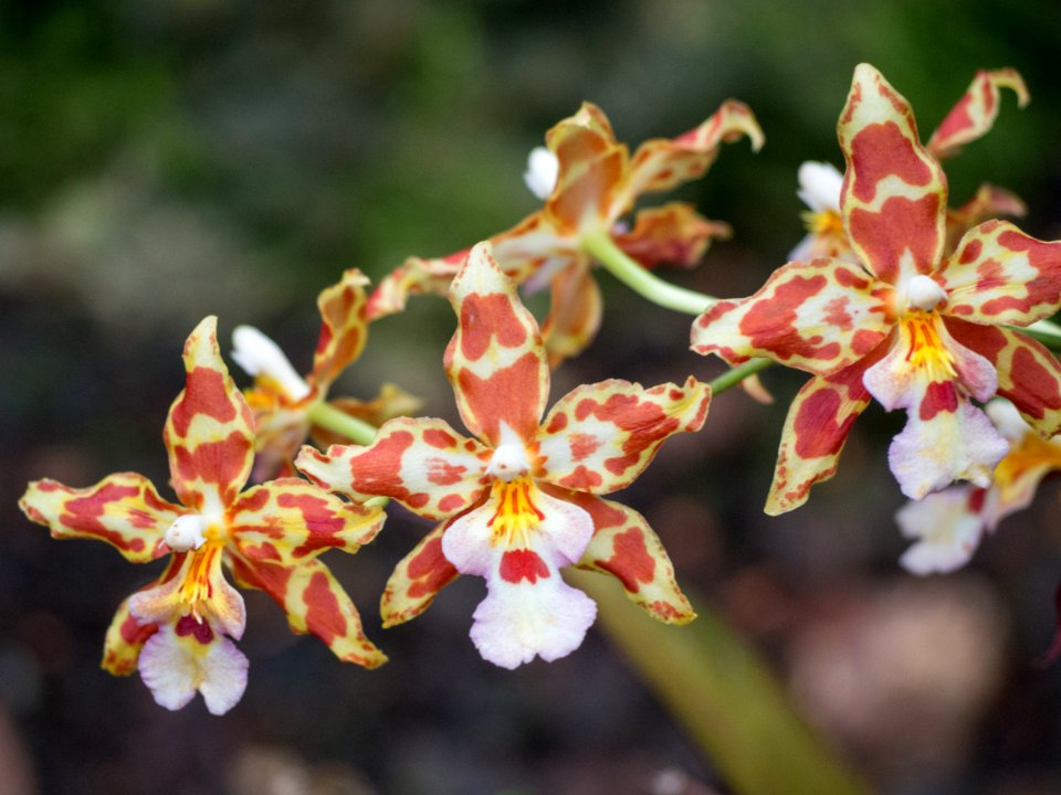 Kew Orchids March 2018 043