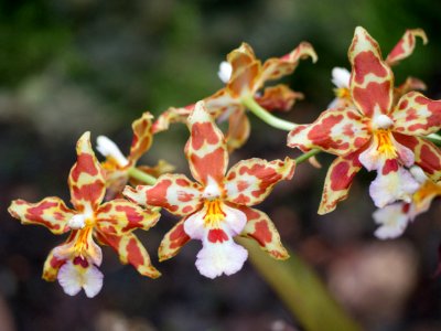 Kew Orchids March 2018 043