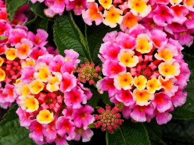 Kew Gardens 17 June 2018 066