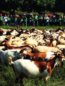Beee beeee 🐏 #DesCobrirLesRondes #CiutatOberta #CTPA #Energies