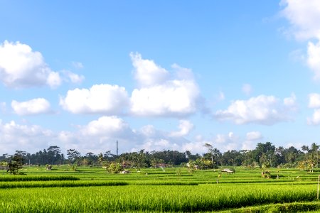 A beautiful rice field view. Bali island. photo