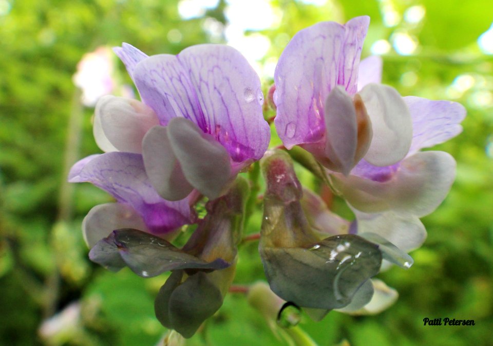 Vetch raindrops