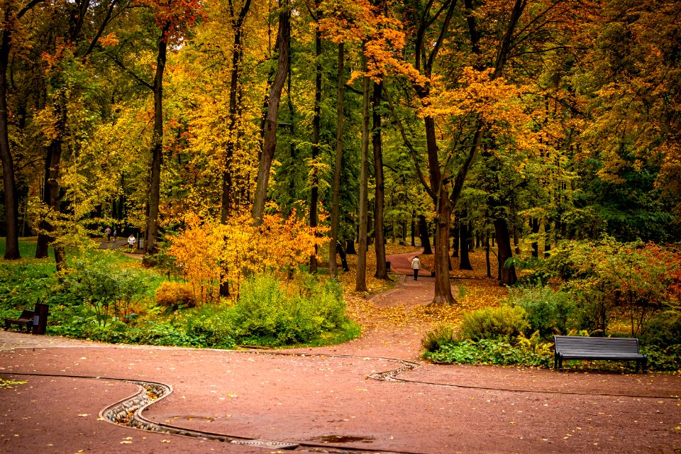 Fall forest nature. Vivid morning in colorful forest.