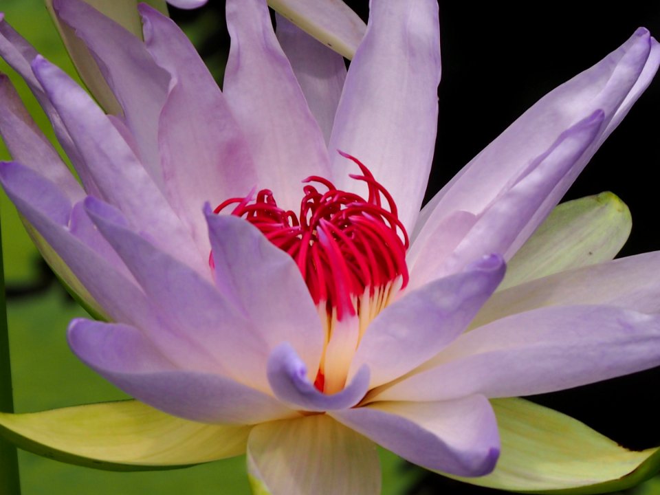 Kew Gardens 17 June 2018 029