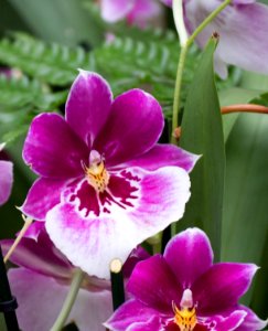 Kew Orchids March 2018 020