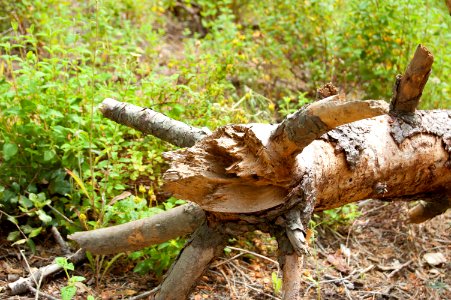 Broken tree