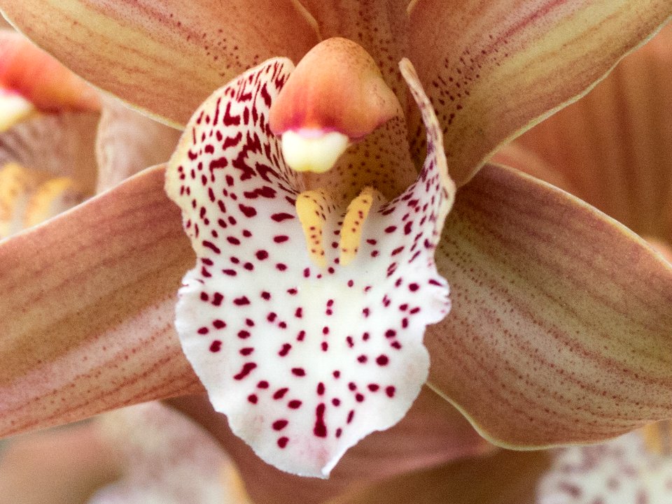 Kew Orchids March 2018 030