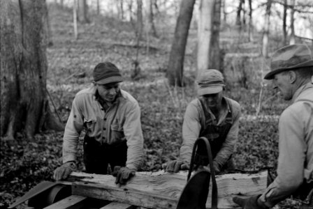 Farmers sawing wood for fuel in timber near Aledo, Illinois, November 1936.