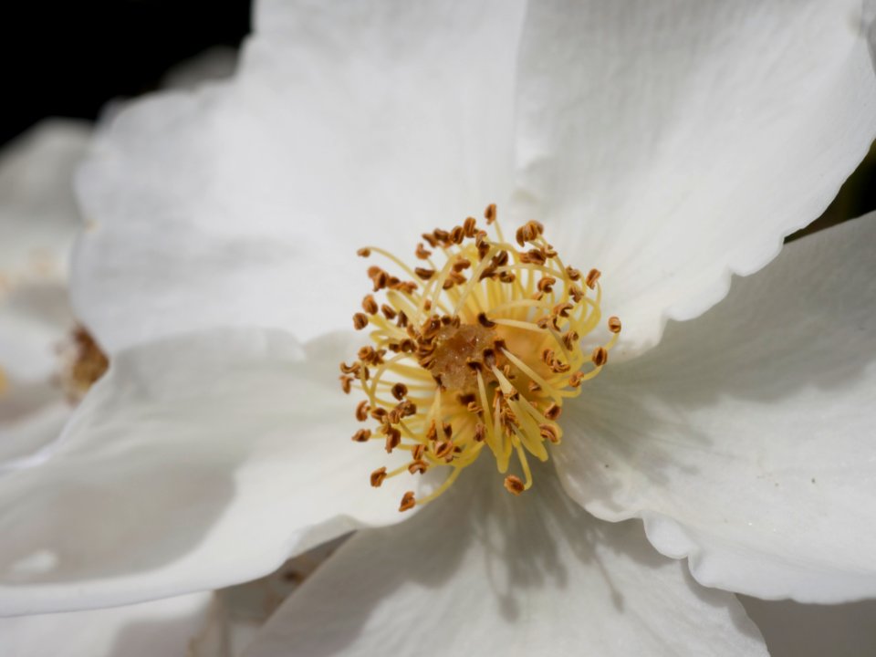 Kew Gardens 17 June 2018 016