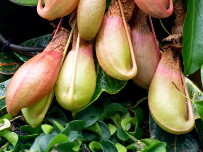 Kew Orchids March 2018 075
