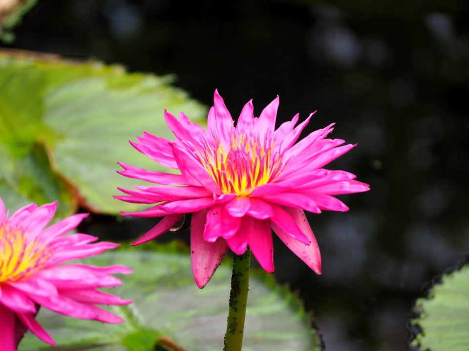 Kew Gardens 14 July 2018 034