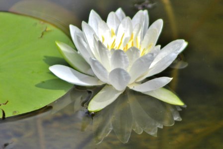 American Lotus (1280x855) photo