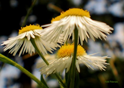 chamomile photo