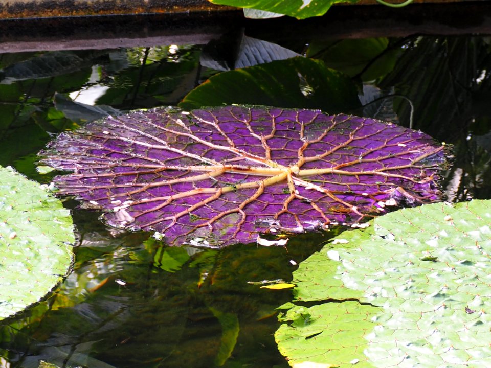 Kew Gardens 7 July 2018 044