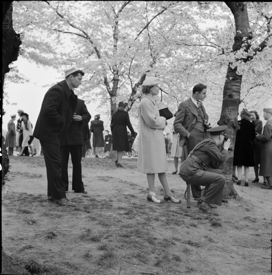 Spring Blossoms: Washington, D.C. Tourists admiring the cherry blossoms. April 1943.