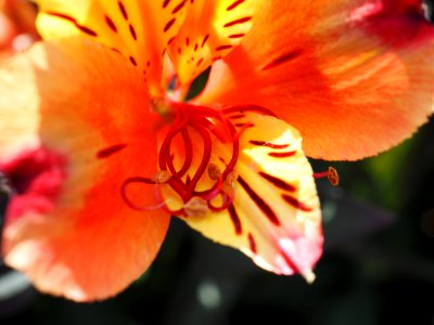 Kew Gardens 7 July 2018 019