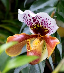 Kew Orchids March 2018 028