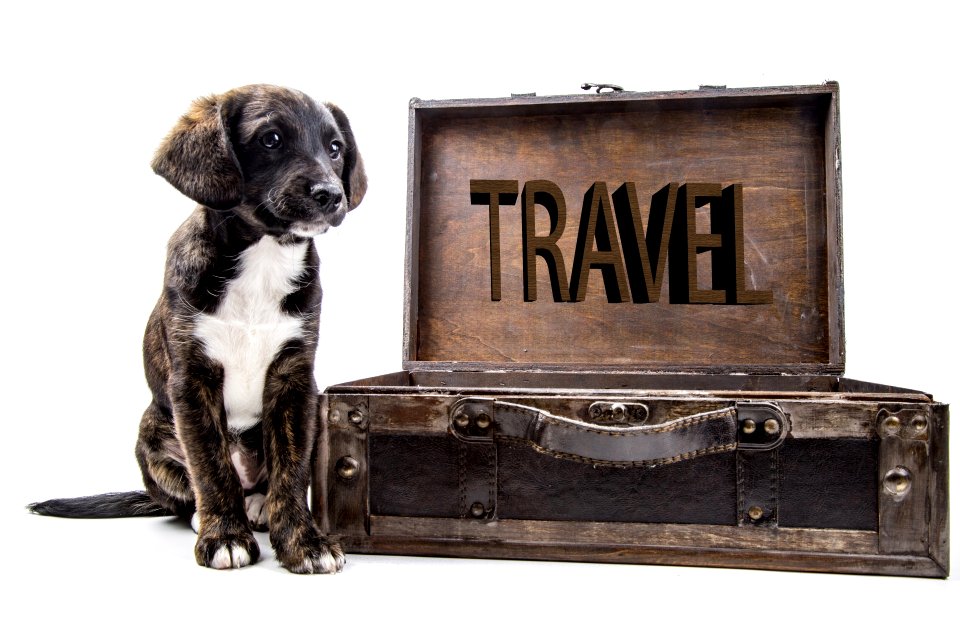 Pet-transport-NSW