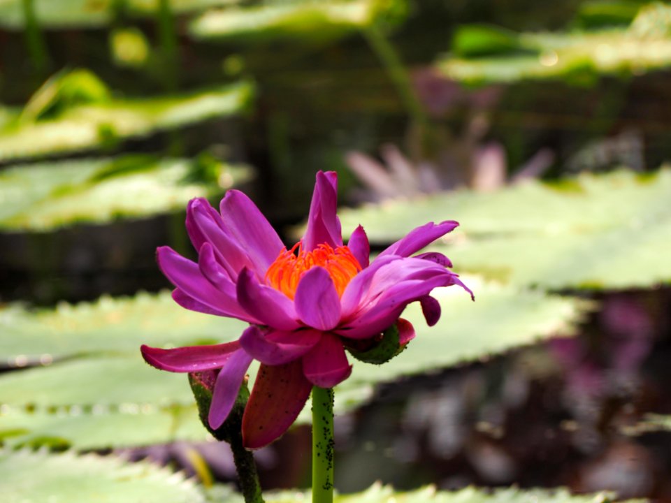 Kew Gardens 14 July 2018 026