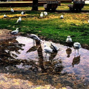 006 Fremantle Seagulls 0