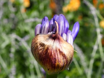 Kew Gardens 14 July 2018 047