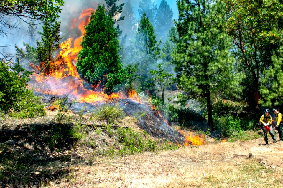20190625 Prescribed Fire Tller 40.jpg