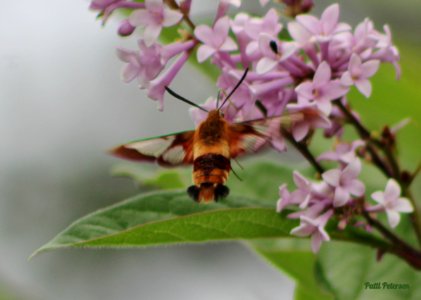 hummingbird moth photo