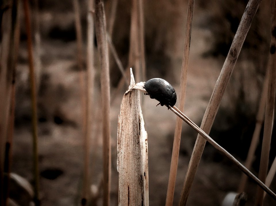 2019-11-09 Only creature found