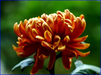 02Feb2019 -  chrysanthemum