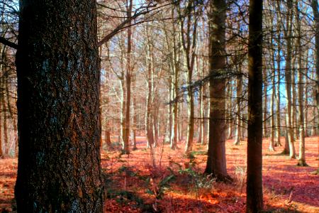 Magical Forest