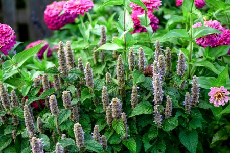 Bee Balm photo