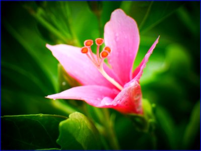 pinky beauty