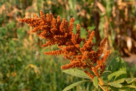 Orange Amaranth Inflorescence