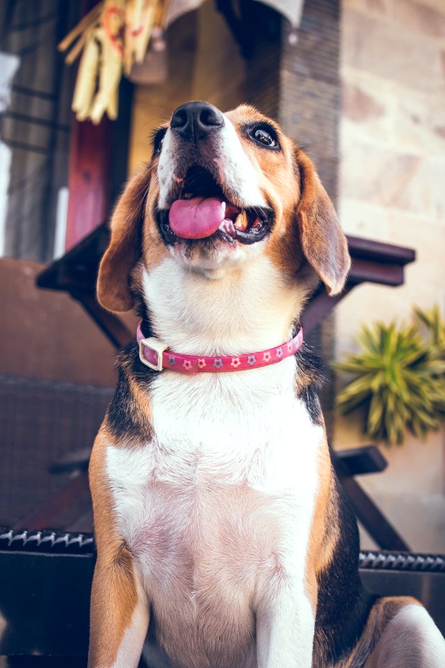 Portrait of cute female beagle dog.