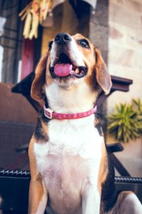 Portrait of cute female beagle dog.