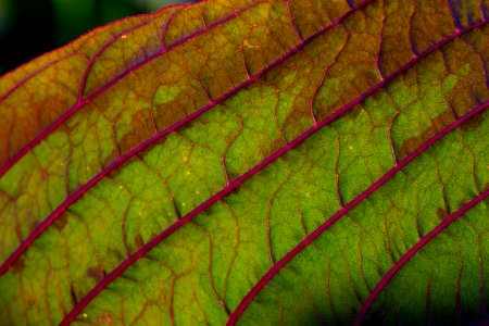 Amaranth Leaf Veins