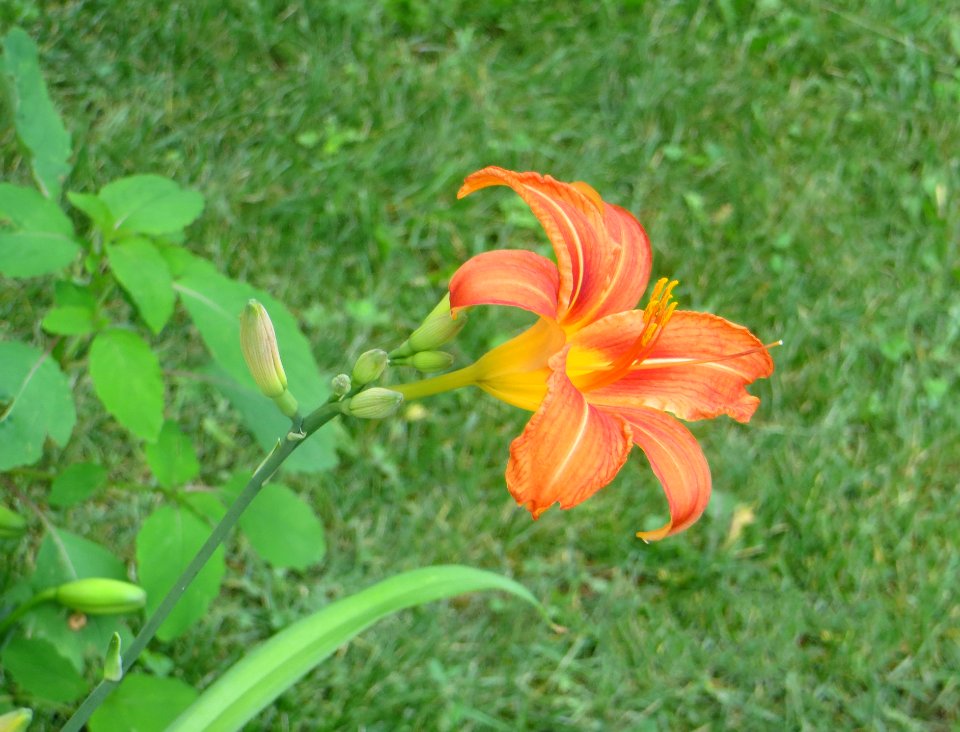 daylily
