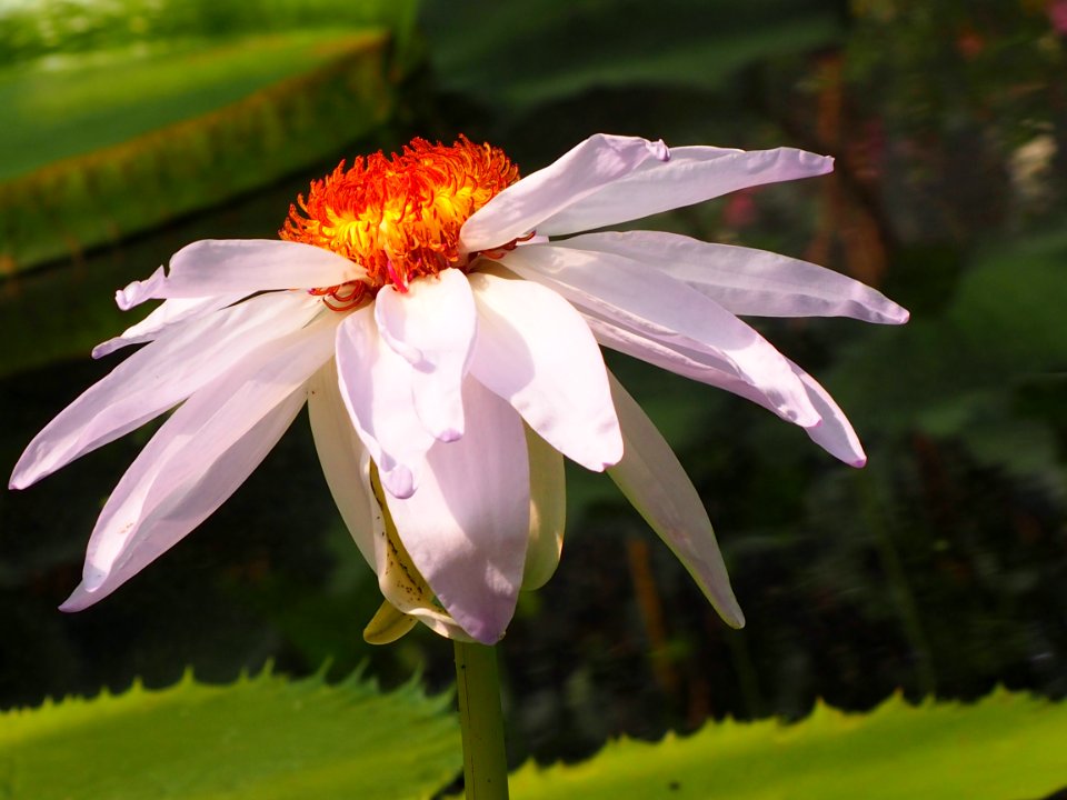 Kew Gardens 7 July 2018 001