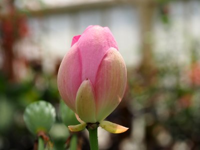Kew Gardens 14 July 2018 027