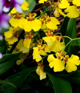 Kew Orchids March 2018 011