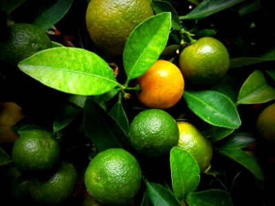 lime - helps in digestion photo