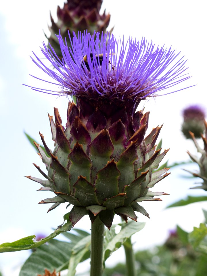 Kew Gardens 14 July 2018 100