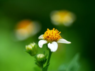 flowers photo