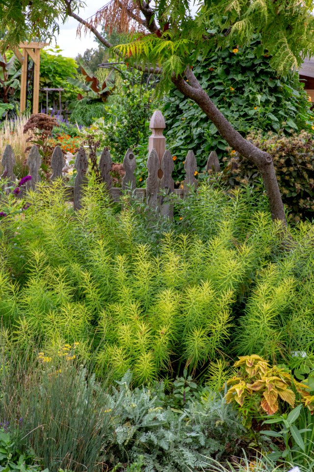 Amsonia in Landscape