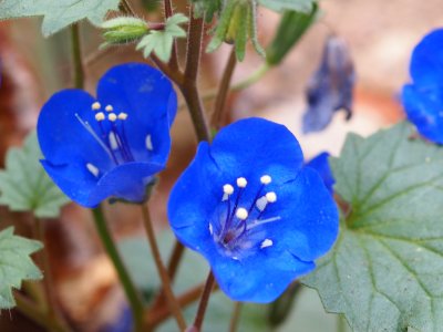 Kew Gardens 17 June 2018 079