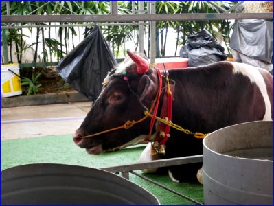 Singapore Pongal (harvest) festival 2019 - cattle are honoured for their milk and ploughing the fields photo