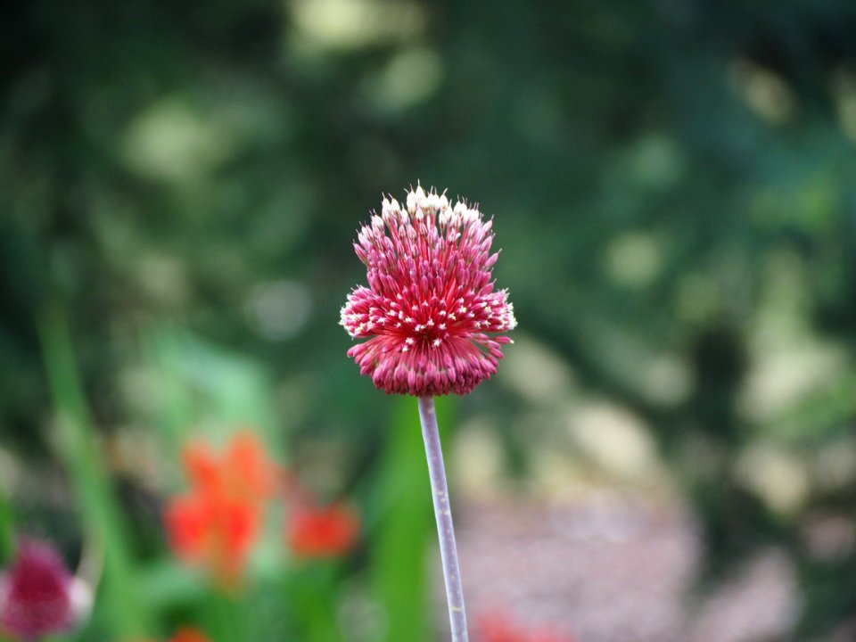 Kew Gardens 7 July 2018 021