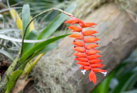 Kew Orchids March 2018 073
